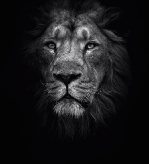 Lion 1